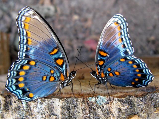 Все о бабочках в Новочебоксарске | ЗооТом портал о животных