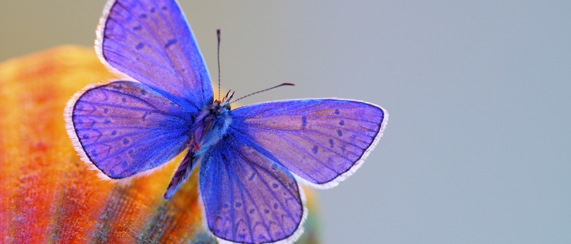 Все о бабочках в Новочебоксарске | ЗооТом портал о животных