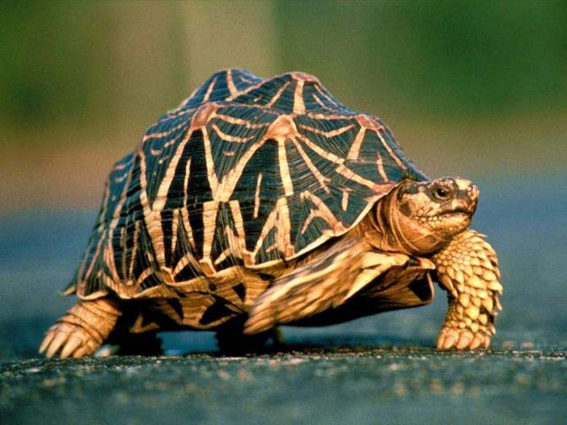 Все о черепахах в Новочебоксарске | ЗооТом портал о животных