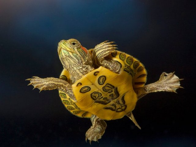 Породы черепах в Новочебоксарске | ЗооТом портал о животных