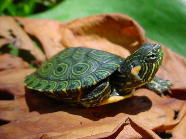 Породы черепах в Новочебоксарске | ЗооТом портал о животных