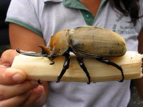 Породы жуков в Новочебоксарске | ЗооТом портал о животных
