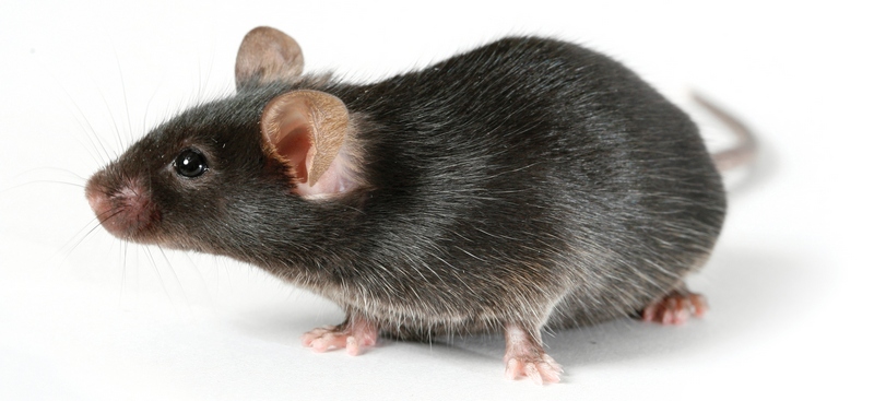 Все о крысах в Новочебоксарске | ЗооТом портал о животных