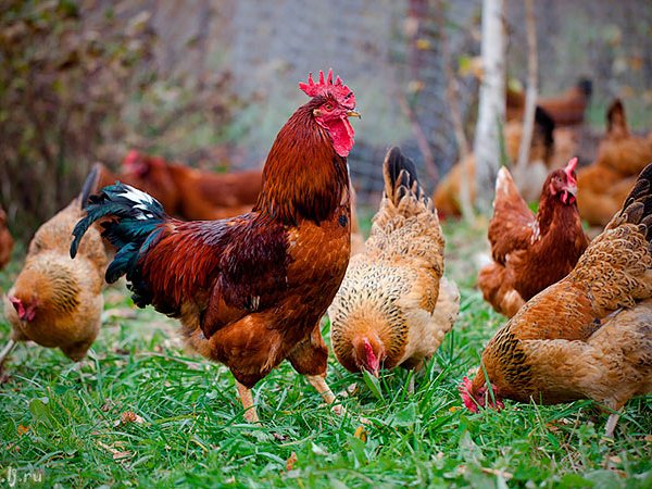 Породы куриц | ЗооТом - продажа, вязка и услуги для животных в Новочебоксарске