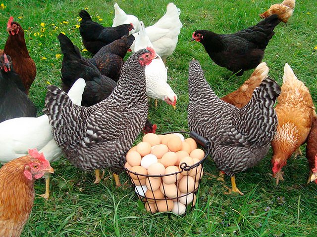 Содержание кур и уход за ними | ЗооТом - продажа, вязка и услуги для животных в Новочебоксарске