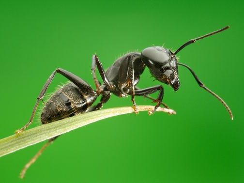 Все о муравьях в Новочебоксарске | ЗооТом портал о животных