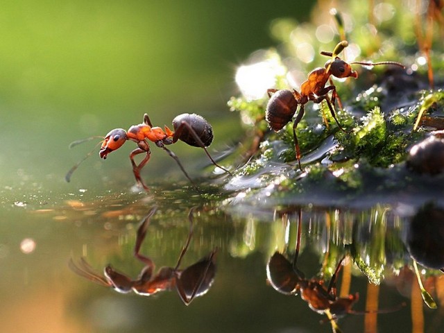 Породы муравьев в Новочебоксарске | ЗооТом портал о животных