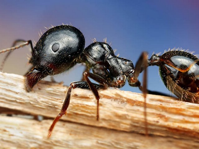 Породы муравьев в Новочебоксарске | ЗооТом портал о животных