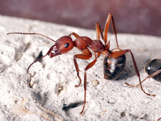 Содержание муравьев и уход за ними в Новочебоксарске | ЗооТом портал о животных