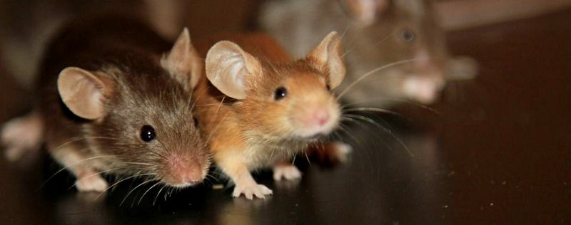 Все о мышах в Новочебоксарске | ЗооТом - продажа, вязка и услуги для животных в Новочебоксарске