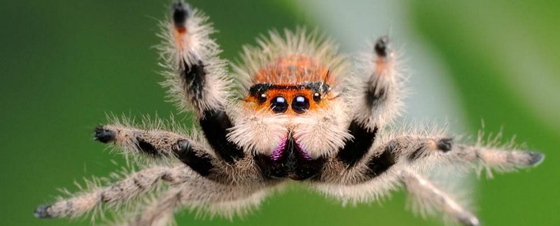 Все о пауках в Новочебоксарске | ЗооТом портал о животных