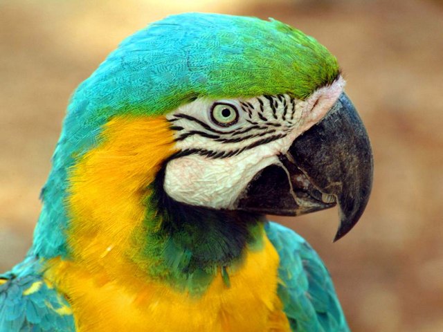 Все о попугаях в Новочебоксарске | ЗооТом портал о животных