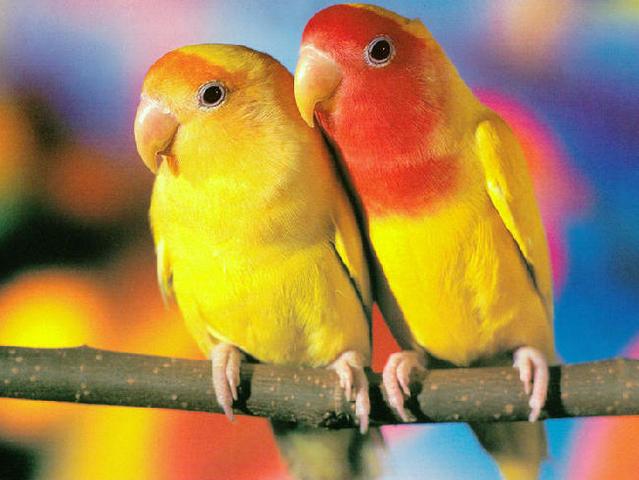Породы попугаев | ЗооТом - продажа, вязка и услуги для животных в Новочебоксарске