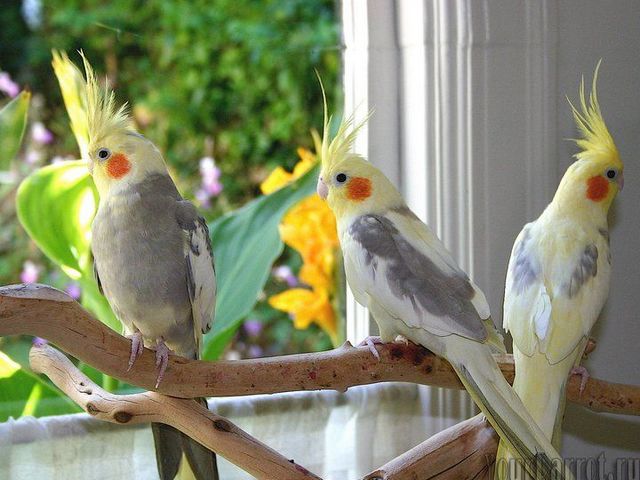 Содержание попугаев и уход за ними | ЗооТом - продажа, вязка и услуги для животных в Новочебоксарске