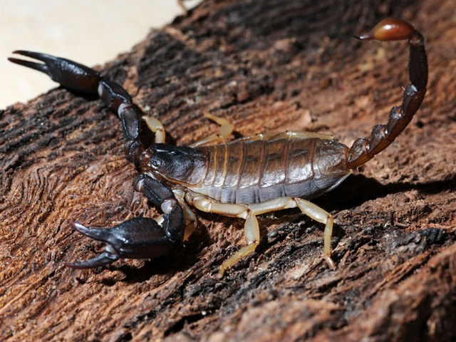 Породы скорпионов в Новочебоксарске | ЗооТом портал о животных