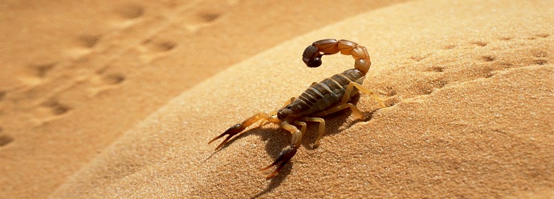 Все о скорпионах в Новочебоксарске | ЗооТом портал о животных