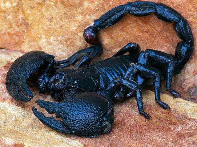 Все о скорпионах в Новочебоксарске | ЗооТом портал о животных