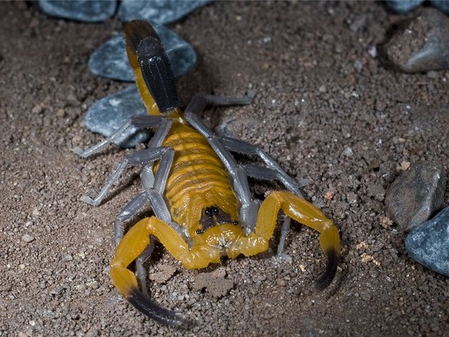 Содержание скорпионов и уход за ними в Новочебоксарске | ЗооТом портал о животных