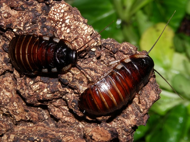 Породы тараканов в Новочебоксарске | ЗооТом портал о животных