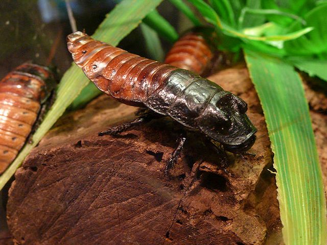 Содержание тараканов и уход за ними в Новочебоксарске | ЗооТом портал о животных