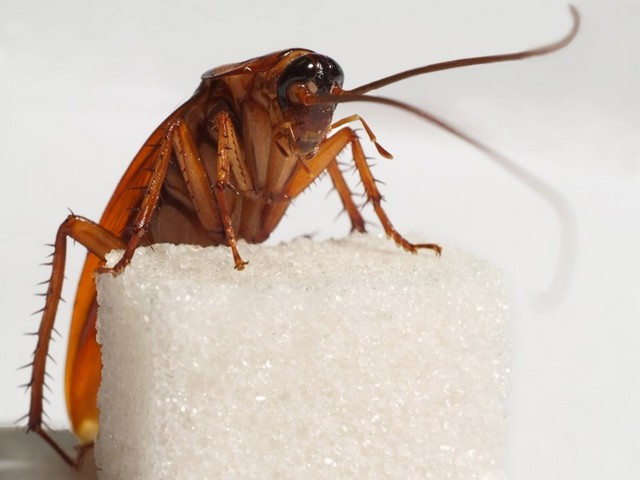 Все о тараканах в Новочебоксарске | ЗооТом портал о животных