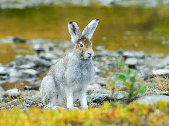 Содержание зайцев и уход за ними | ЗооТом - продажа, вязка и услуги для животных в Новочебоксарске