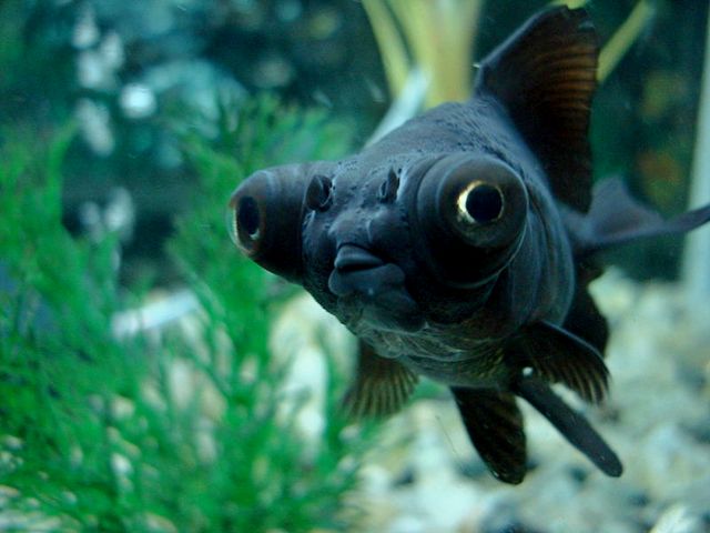 Породы аквариумных рыбок в Новочебоксарске | ЗооТом портал о животных