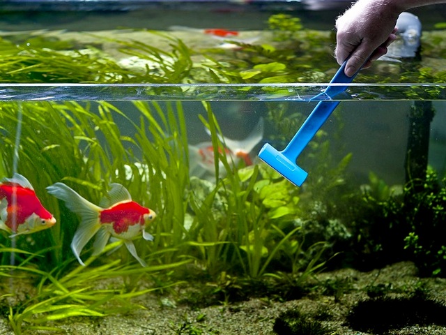 Содержание аквариумных рыбок и уход за ними в Новочебоксарске | ЗооТом портал о животных