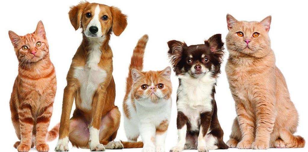 Доска объявлений о животных | ЗооТом - продажа, вязка и услуги для животных в Новочебоксарске
