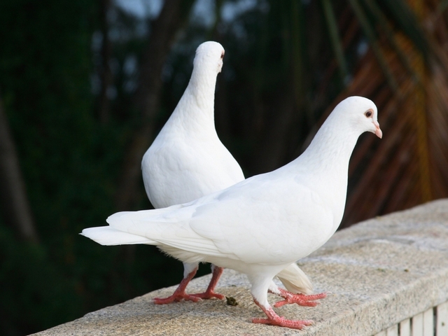 Все о голубях | ЗооТом - продажа, вязка и услуги для животных в Новочебоксарске