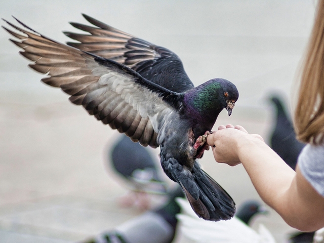 Все о голубях | ЗооТом - продажа, вязка и услуги для животных в Новочебоксарске