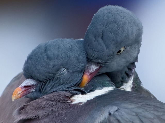 Содержание голубей и уход за ними в Новочебоксарске