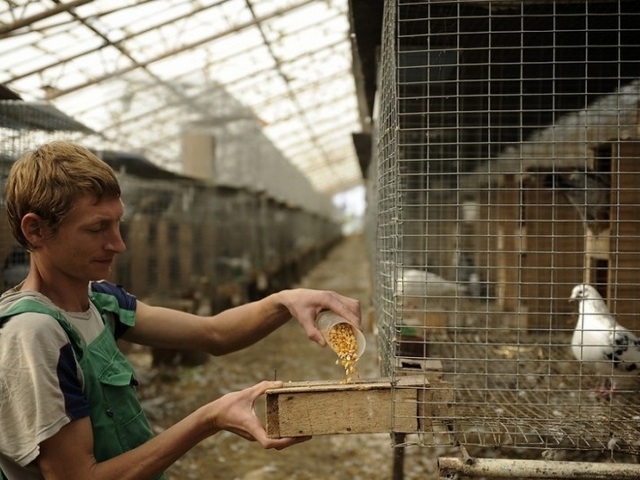 Содержание голубей и уход за ними | ЗооТом - продажа, вязка и услуги для животных в Новочебоксарске