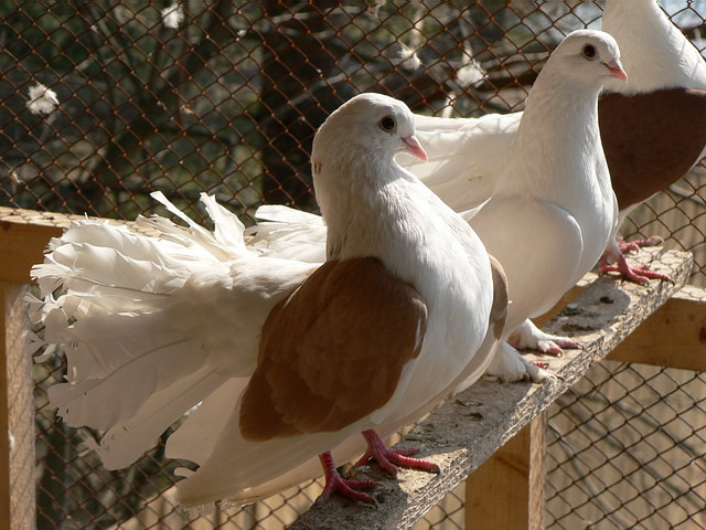Содержание голубей и уход за ними в Новочебоксарске