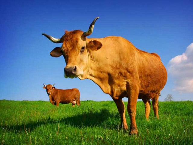 Все о коровах в Новочебоксарске | ЗооТом портал о животных
