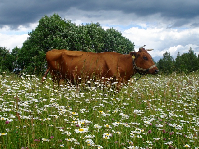 Все о коровах в Новочебоксарске | ЗооТом портал о животных