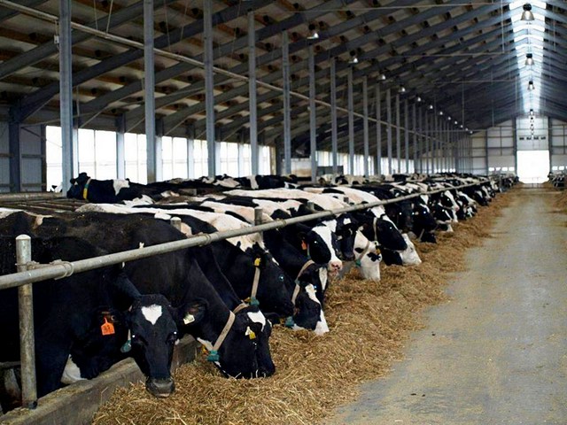 Содержание коров и уход за ними в Новочебоксарске | ЗооТом портал о животных