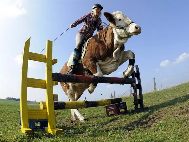 Статьи о коровах в Новочебоксарске | ЗооТом портал о животных