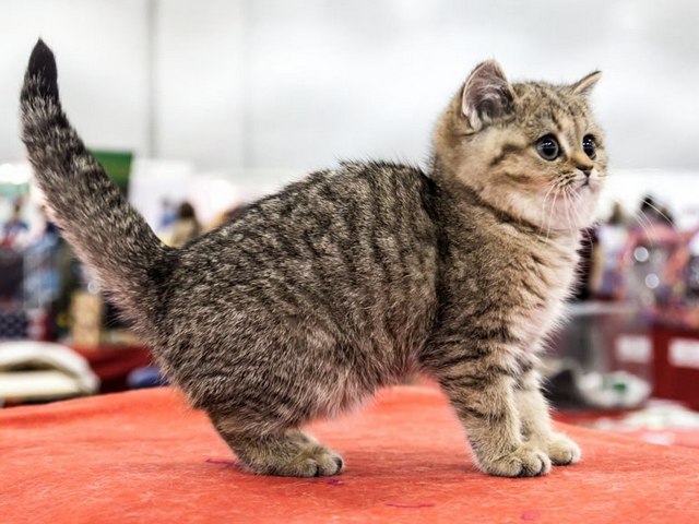Породы кошек в Новочебоксарске | ЗооТом портал о животных