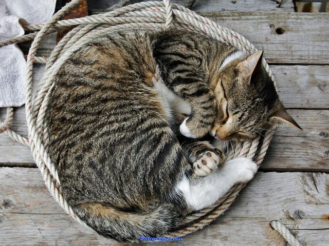 Все о кошках в Новочебоксарске | ЗооТом портал о животных