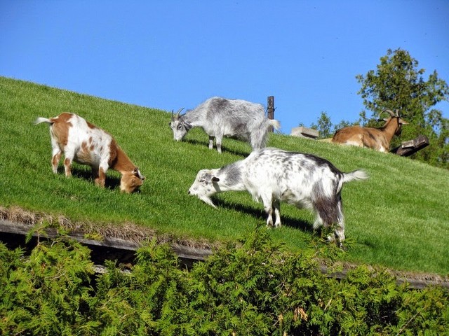 Все о козах в Новочебоксарске | ЗооТом портал о животных