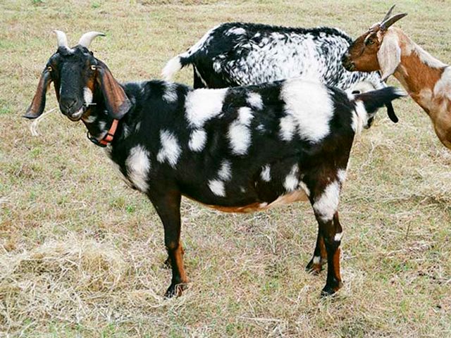 Породы коз в Новочебоксарске | ЗооТом портал о животных
