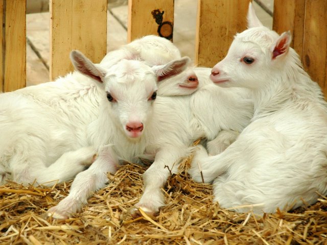 Содержание коз и уход за ними в Новочебоксарске | ЗооТом портал о животных