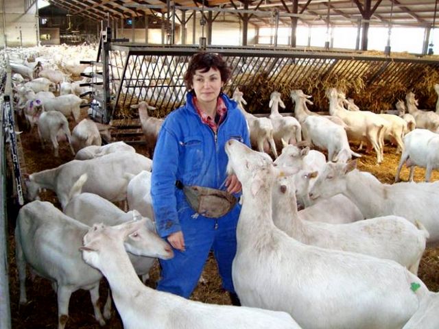 Содержание коз и уход за ними в Новочебоксарске | ЗооТом портал о животных