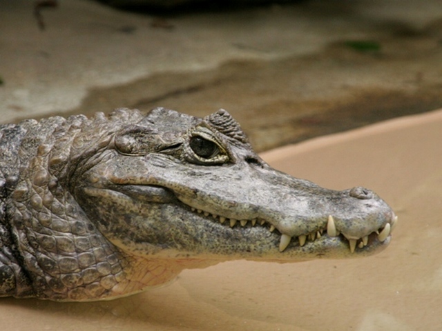 Все о крокодилах в Новочебоксарске | ЗооТом портал о животных