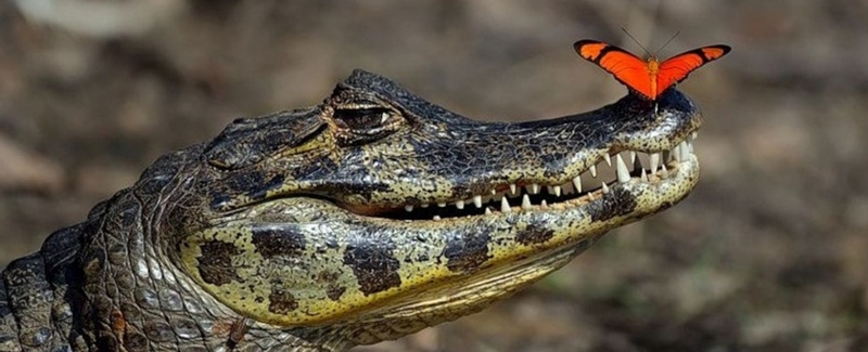 Все о крокодилах в Новочебоксарске | ЗооТом портал о животных