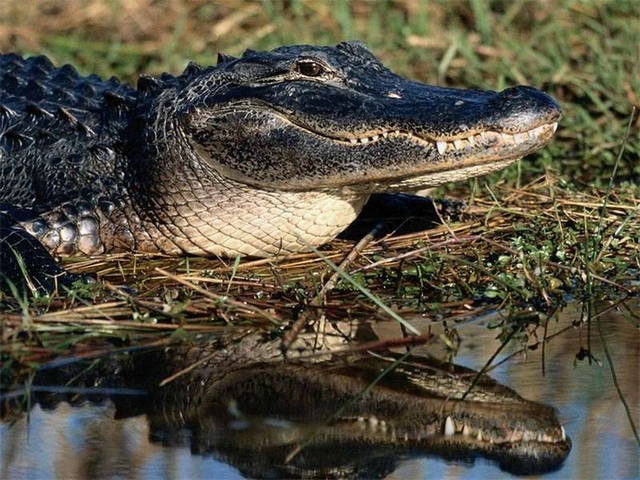 Породы крокодилов в Новочебоксарске | ЗооТом портал о животных
