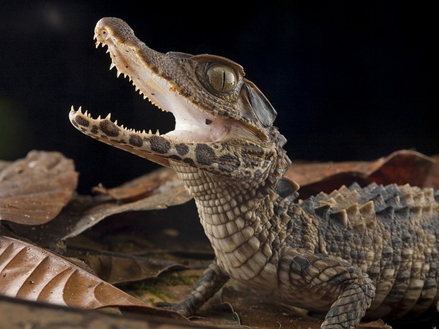 Содержание крокодилов и уход за ними в Новочебоксарске | ЗооТом портал о животных