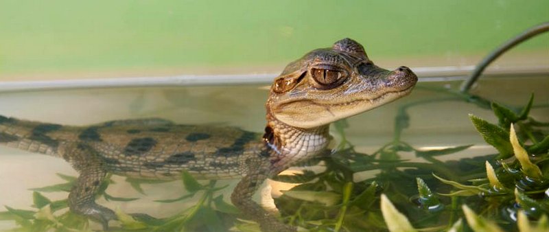 Содержание крокодилов и уход за ними в Новочебоксарске | ЗооТом портал о животных