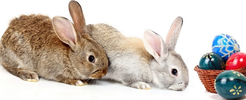 Все о кроликах в Новочебоксарске | ЗооТом портал о животных